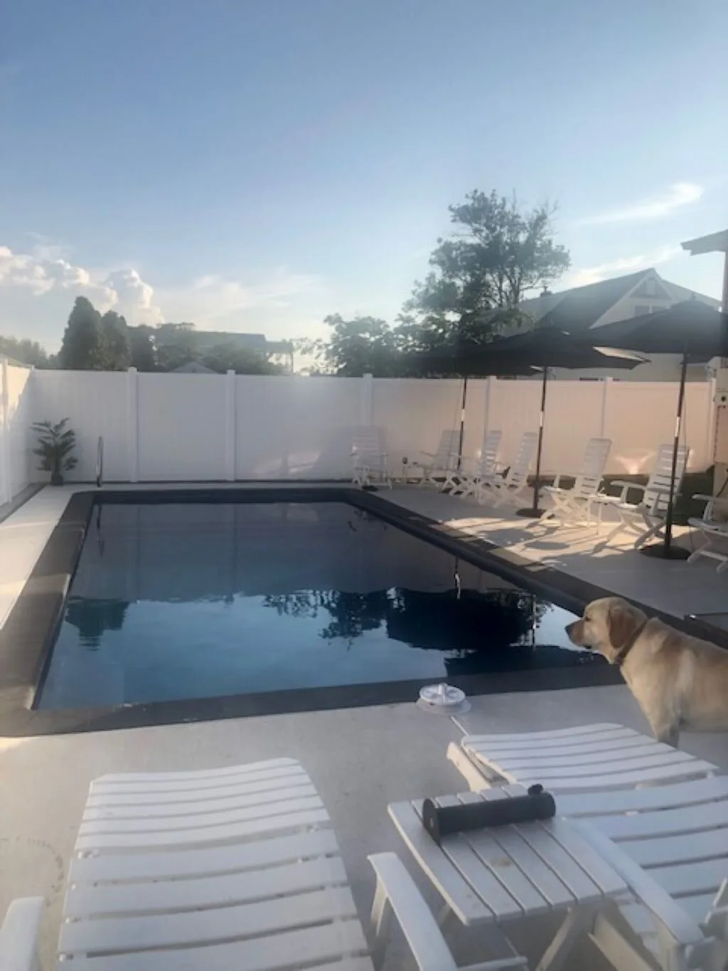Cover image for Pet Friendly Rentals in Cape May